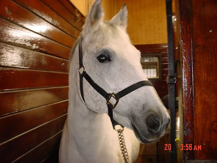 Woods End Equine Veterinary Services 12