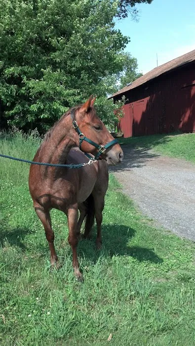 Woods End Equine Veterinary Services 12