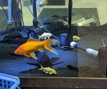 Wet Pets by Steve