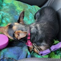Veterinary Center of Hardyston ico