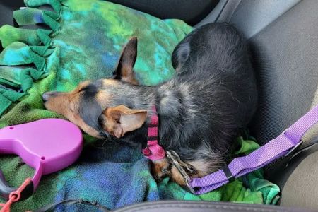 Veterinary Center of Hardyston