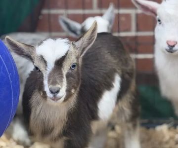 Cat's Critters: Exotic Pets