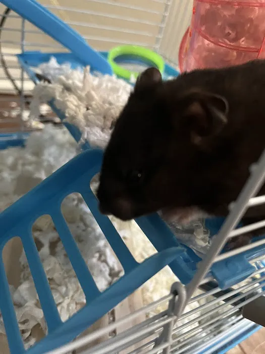 Petco 2