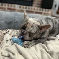 Petco ico