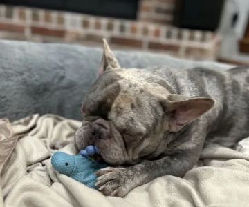 Petco