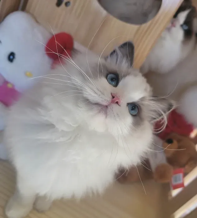 Ragdoll Cats by CiCi 12