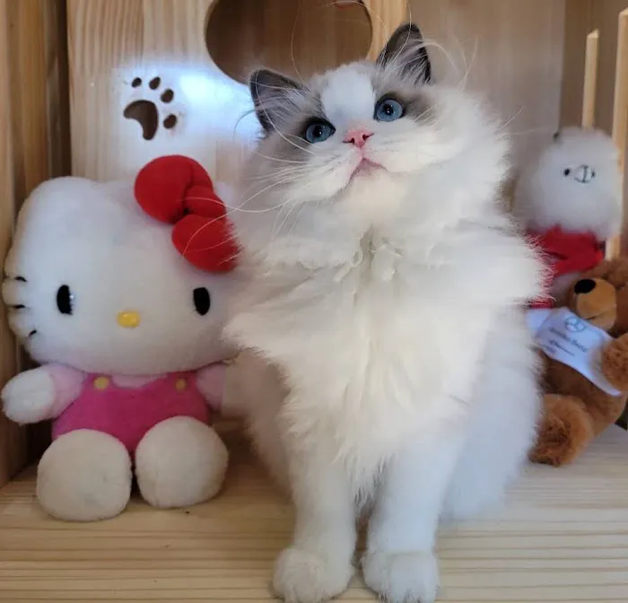 Ragdoll Cats by CiCi 12