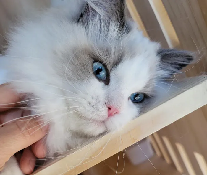 Ragdoll Cats by CiCi 12