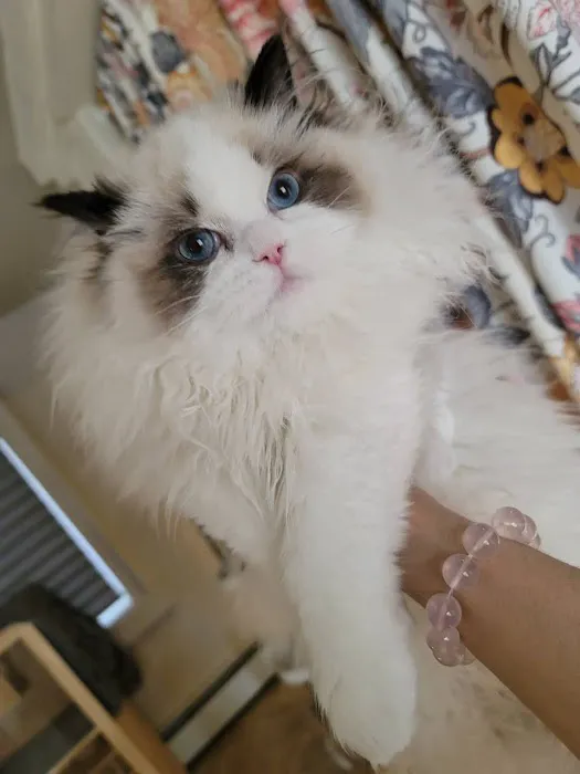 Ragdoll Cats by CiCi 12