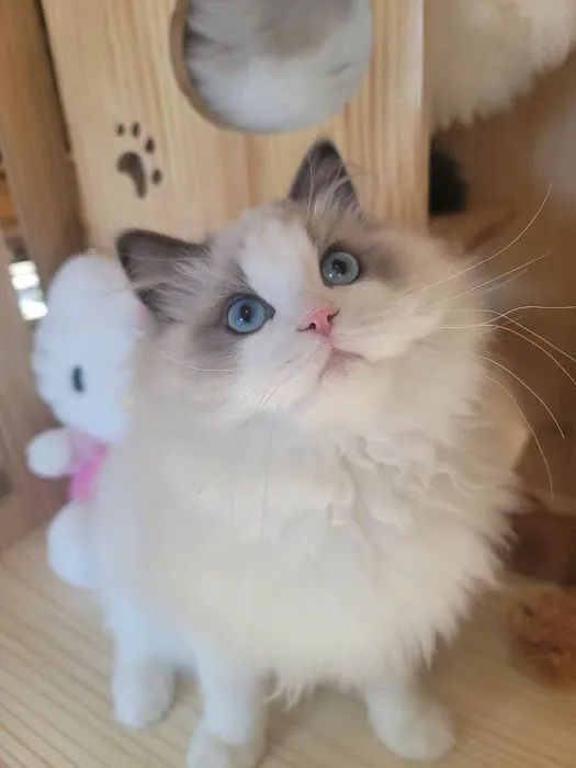 Ragdoll Cats by CiCi 12