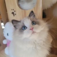 Ragdoll Cats by CiCi ico