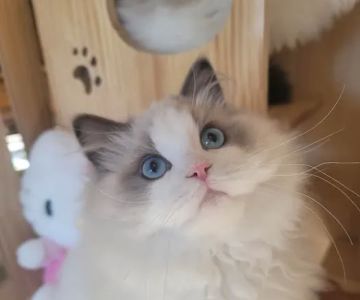 Ragdoll Cats by CiCi