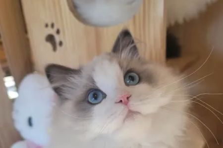 Ragdoll Cats by CiCi