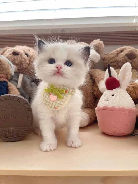 Ragdoll Cats by CiCi 12