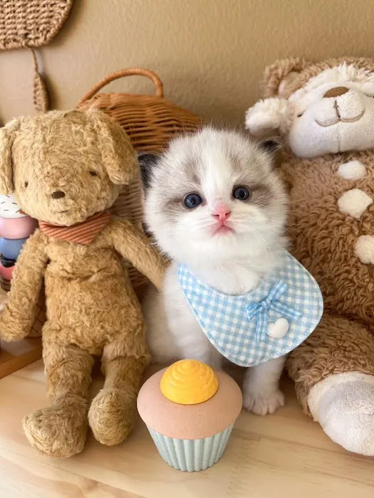 Ragdoll Cats by CiCi 12