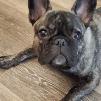 Bully Zone K9 Clinic ico