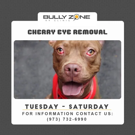 Bully Zone K9 Clinic 12