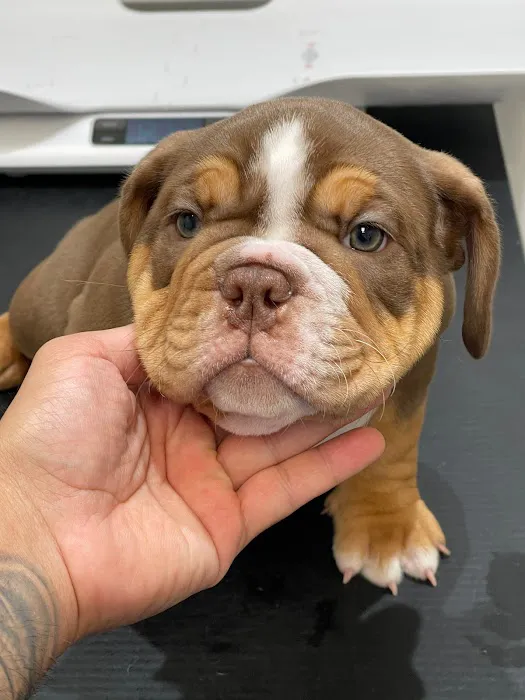Bully Zone K9 Clinic 12