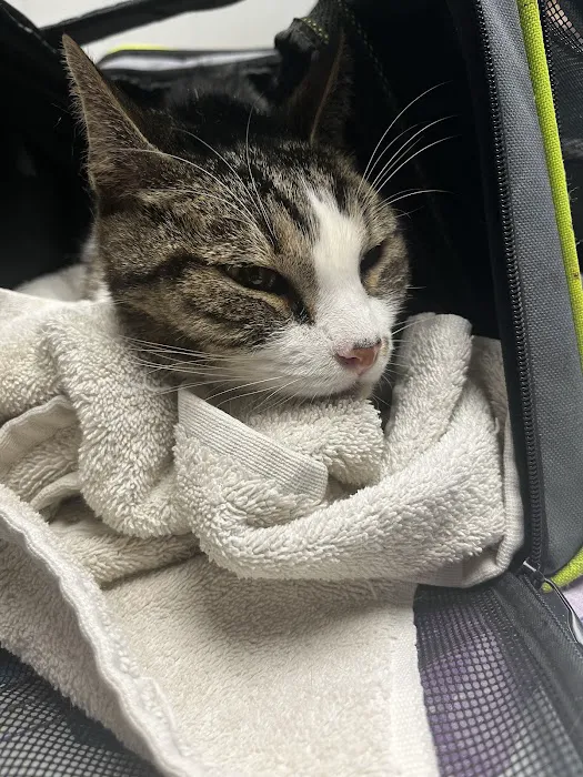Arlington Dog & Cat Hospital 12