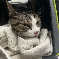 Arlington Dog & Cat Hospital ico