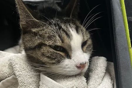 Arlington Dog & Cat Hospital