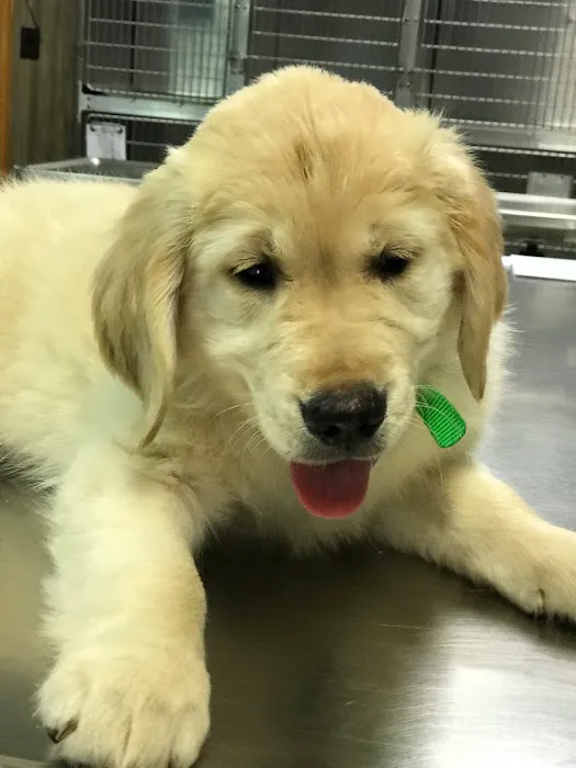 Arlington Dog & Cat Hospital 12