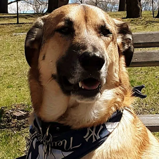 Arlington Dog & Cat Hospital 12