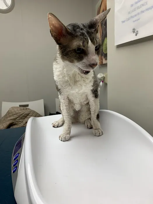 Arlington Dog & Cat Hospital 12