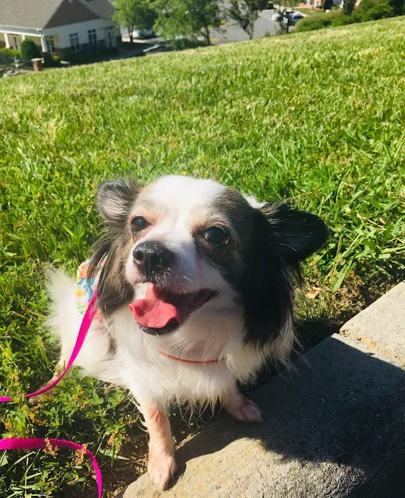 Arlington Dog & Cat Hospital 12