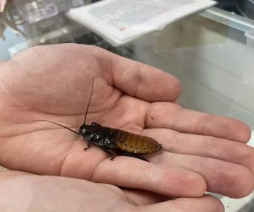Anything For A Bug LLC Pet Shop