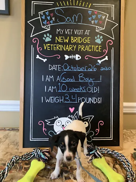 New Bridge Veterinary Practice 12