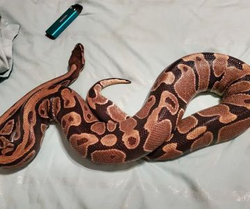 Wilbanks Captive Bred Reptiles