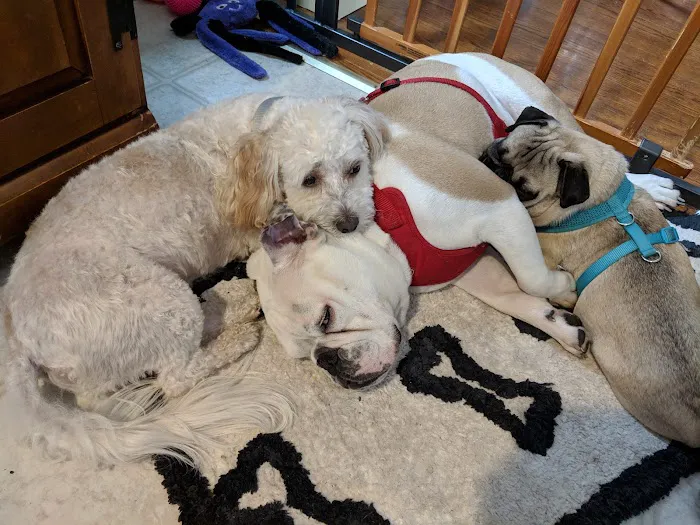 Dumont Animal Hospital 12