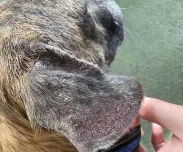 Dumont Animal Hospital