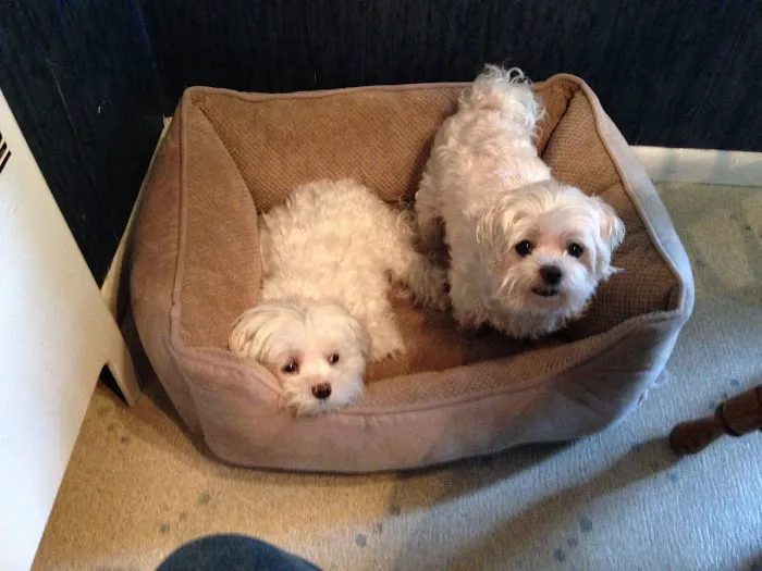 Dumont Animal Hospital 12