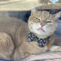 Bergenfield Animal Clinic ico