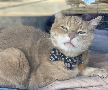 Bergenfield Animal Clinic