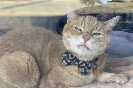 Bergenfield Animal Clinic