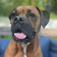VCA Old Tappan Veterinary Hospital ico