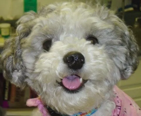 Palisades Veterinary Hospital 12