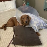 Palisades Veterinary Hospital ico