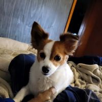 Overpeck Creek Animal Hospital ico