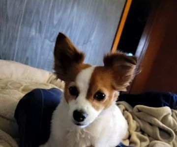 Overpeck Creek Animal Hospital