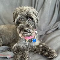 Northvale Veterinary Clinic ico