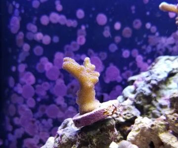 Prestige Worldwide Corals