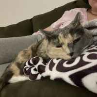 Animal Care of Closter ico
