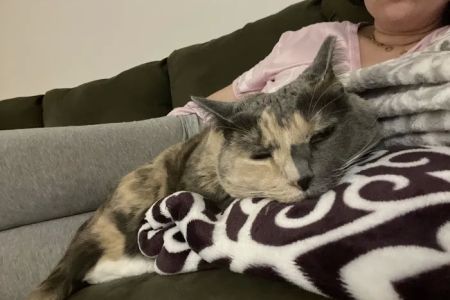 Animal Care of Closter