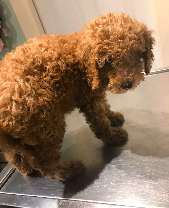 Dr Rivero Rita DVM - Demarest Veterinarian 12