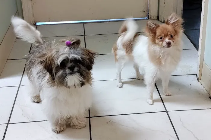 Dr Rivero Rita DVM - Demarest Veterinarian 12