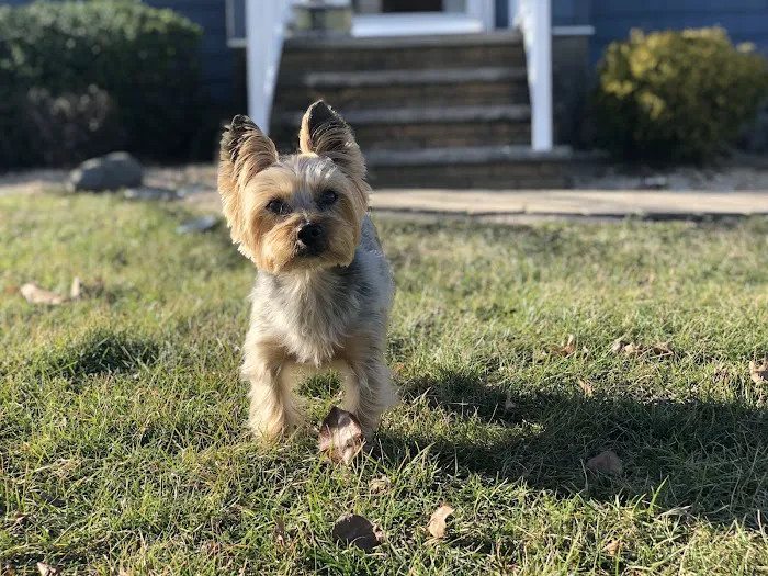 Dr Rivero Rita DVM - Demarest Veterinarian 12